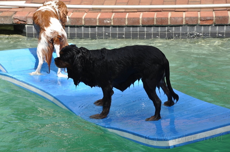 Sampson and Delilah Swimming 009.jpg